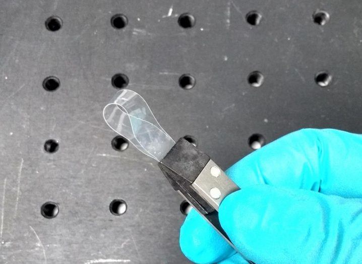 Scientist's blue gloves holding a piece of liquid crystal elastomer.