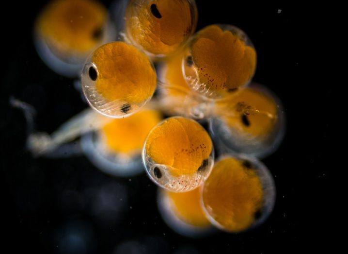 Yellow embryos of spiny lobster eggs in casings against a black background.