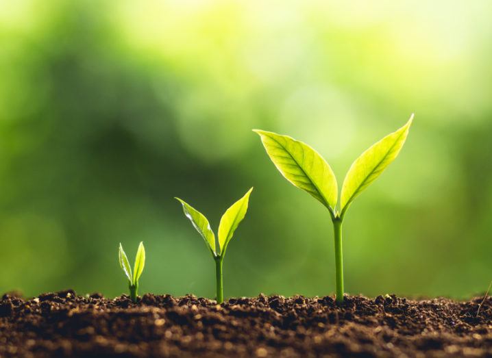 image of three green plant shoots growing from brown soil, each one taller than the last, indicating growth of Northern Irish tech companies.