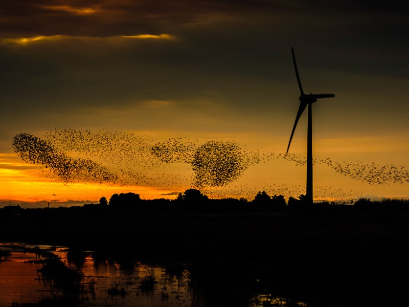 A murmuration of birds alongside a wind turbine in Ireland at dusk.
