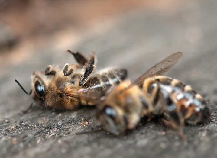 Close-up of two dead bees lying on their backs on a piece of wood, illustrating an insect apocalypse.