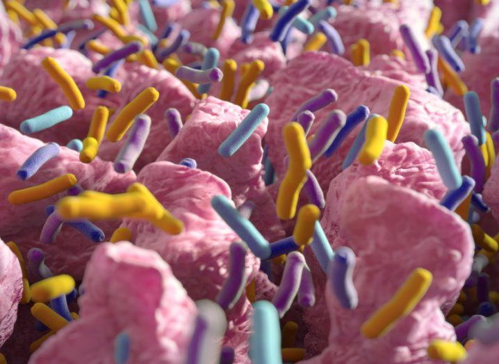 Rendering of the gut microbiome, coloured pink, with yellow, purple and green-coloured bacteria spread throughout.