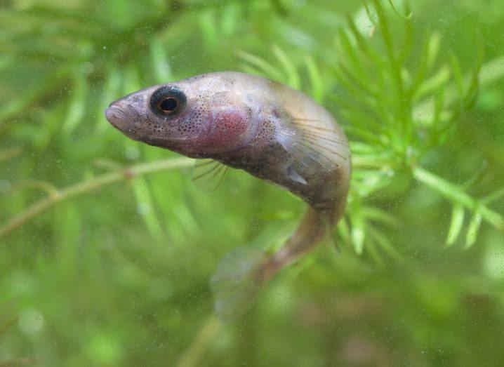 A pinkish stickleback fish swimming among green underwater plants.