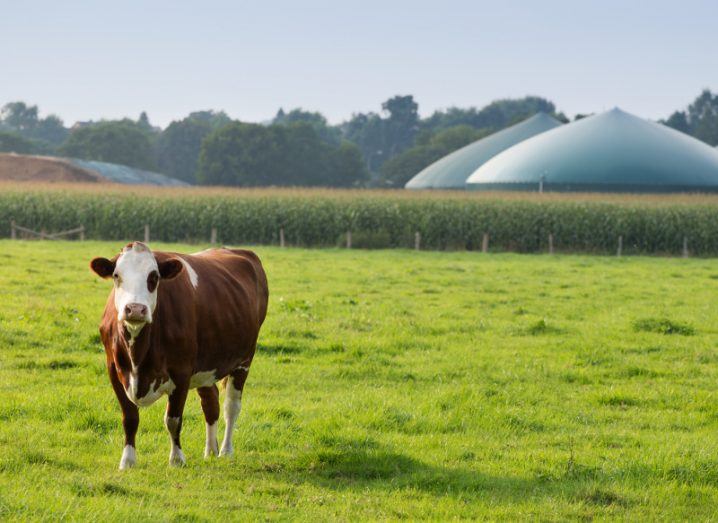 brown and white cow in a green field, with biogas plant in the distance.