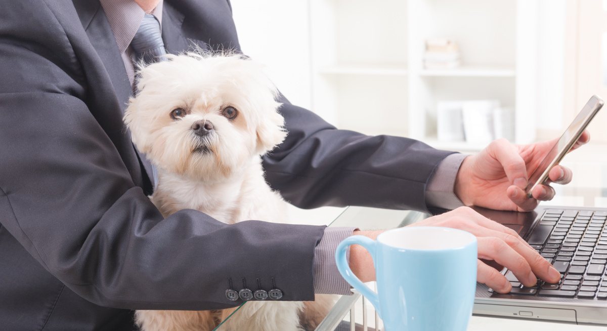 A small fluffy white dog sitting in the lap of a man in a suit working at a laptop.