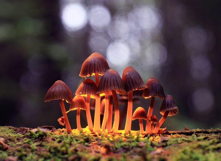 Close-up of a cluster of psychedelic mushrooms sprouting up from mossy ground in a forest.