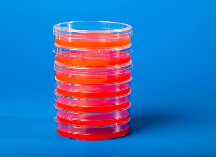 A stack of petri dishes filled with blood against an electric blue background.