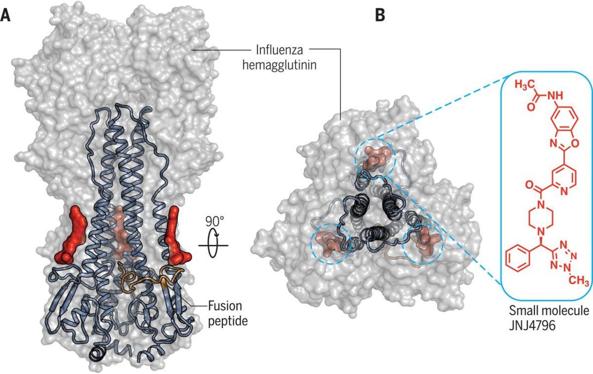 A diagram of Influenza A virus HA in complex with small-molecule fusion inhibitor JNJ4796.