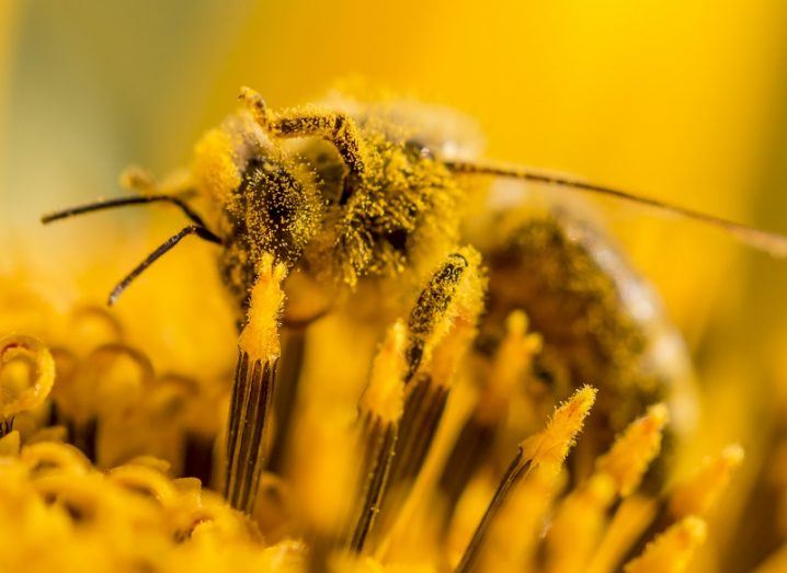 Close-up of a honeybee covered in yellow pollen on a yellow flower.