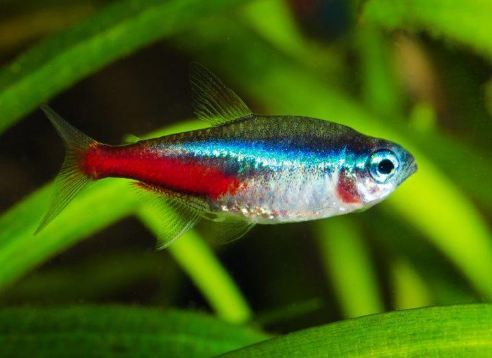 A bright red and blue neon tetra fish in an aquarium.