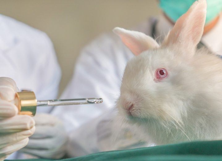 Scientist in a white jacket with a liquid dropper giving chemical to white rabbit during animal testing