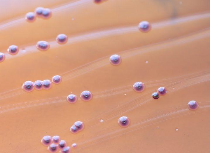 Close-up of purple E.coli colonies on a beige petri dish.