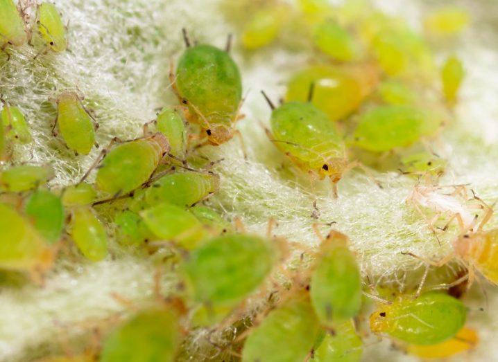 Close-up of green aphids munching on a white plant.