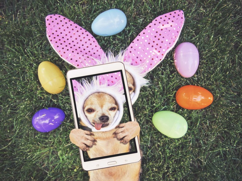 a cute chihuahua with rabbit ears on and his tongue out surrounded by Easter eggs taking a selfie toned with a retro vintage instagram filter app or action effect.