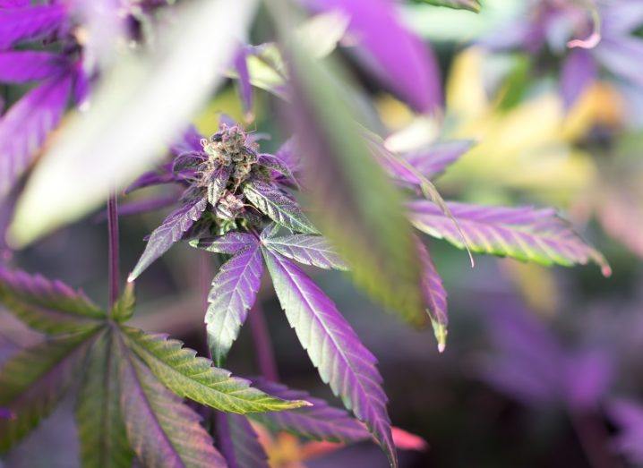 Close-up of a female cannabis plant with purple leaves during flowering stage.