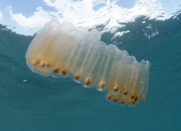 A strong of cylindrical salps floating in the water.