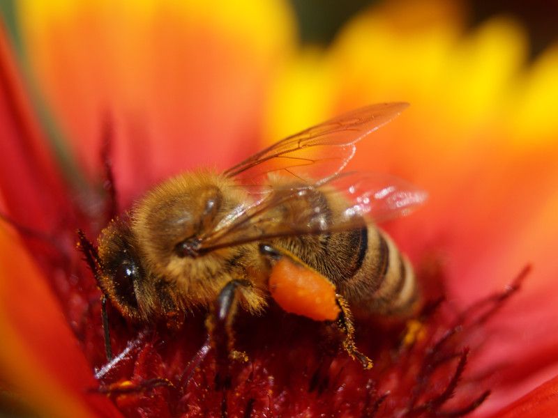 A picture of a honey bee at work gathering nectar from a flower.