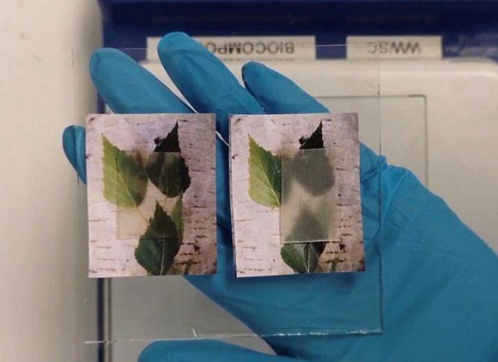 Scientist wearing blue glove holding up pictures of leaves, one with the transparent wood on top.