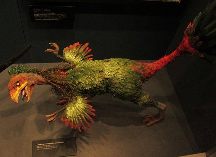 A museum model of a Caudipteryx with its featherd wings coloured green, yellow and red.