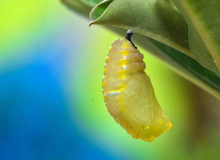 Chrysalis of a tiger butterfly hanging from a leaf against a blue and green background.