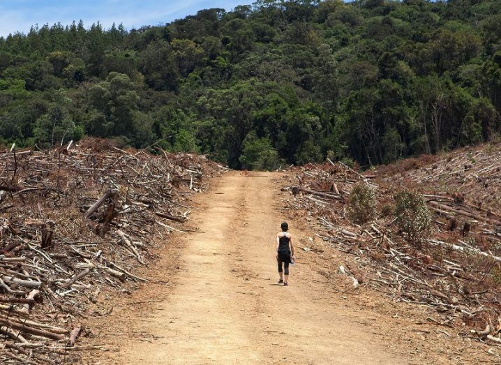 A person dressed in black walking alone down a dirt track in a forest. Beside the track are the remnants of trees that have been cut down.