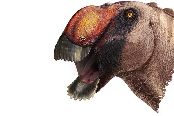 Illustration of the duck-billed dinosaur with an open mouth coloured brown and orange.