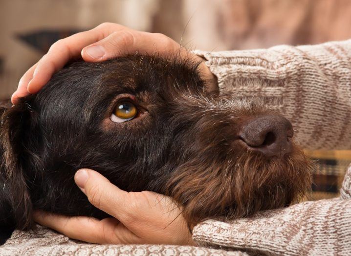 10 minutes of petting cats and dogs can significantly reduce stress