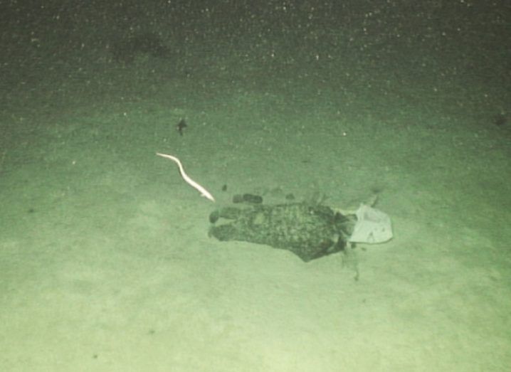 White plastic sack at the bottom of the Porcupine Bank spotted by underwater cameras.