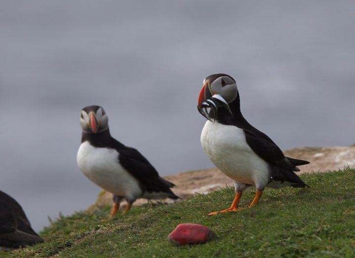 A puffin with fish in its mount and another puffin in the background standing on a grassy cliff edge.