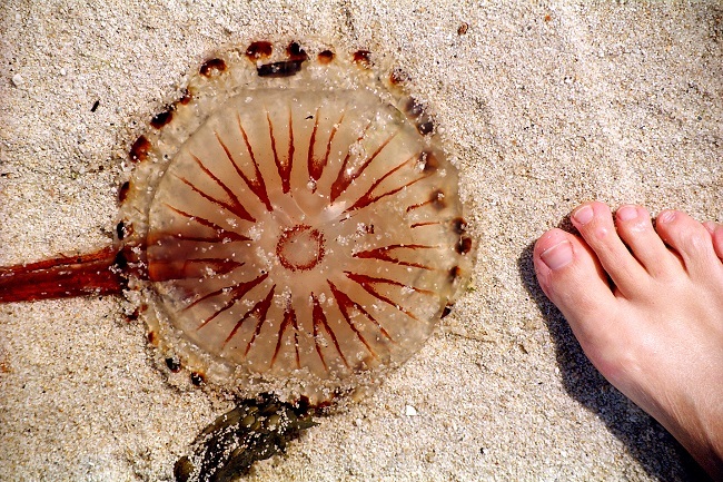 A jellyfish washed up on a beach beside a person's foot.