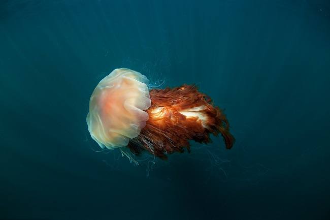 A lion's mane jellyfish swimming in deep ocean water.