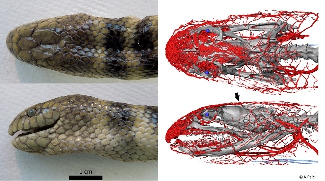 Images of the blue-banded sea snake head on the left and microCT scans of the head on the right.