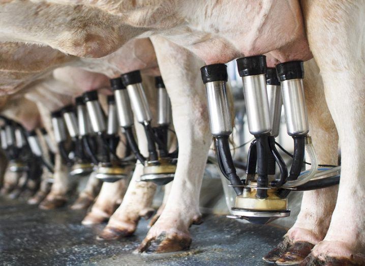Row of cows being milked by machines.