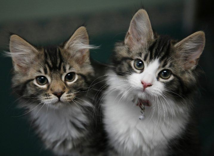 Two small tabby cats with white markings and pricked-up ears stand side by side.