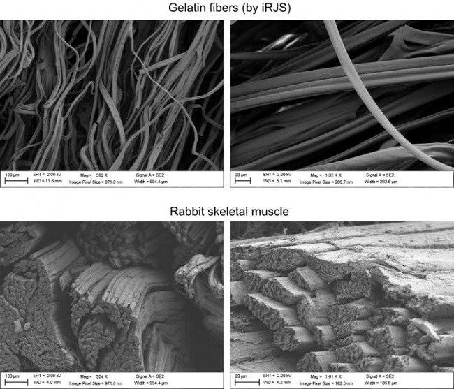 Microscale comparison of gelatine fibres (top) and natural rabbit skeletal muscle (bottom).
