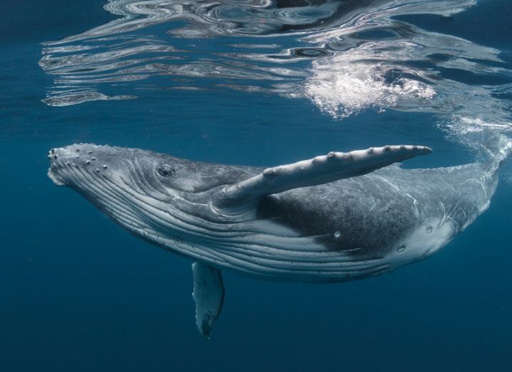 Humpback whale populations on the rise after almost going ...