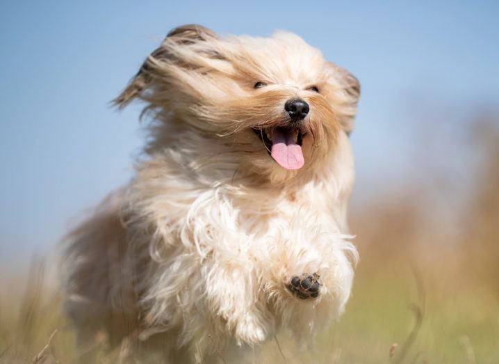 Happy hairy dog running through a field with the wind against its face.