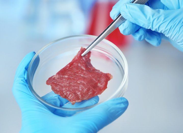 Hunk of red meat being held by a tweezers in a petri dish by scientist with blue gloves.