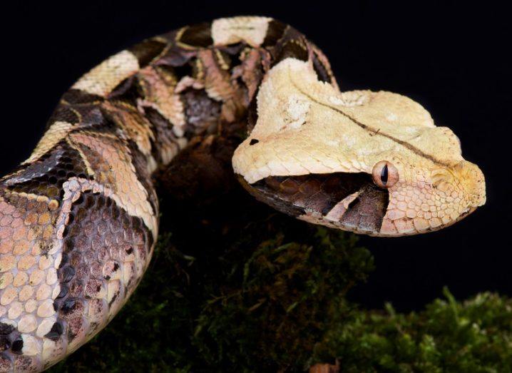 A Gaboon viper with its neck extended against a black background.