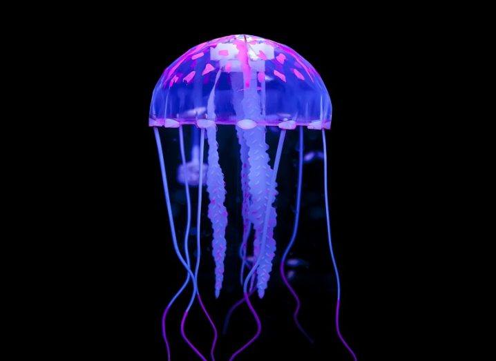 Purple umbrella jellyfish against a black background.
