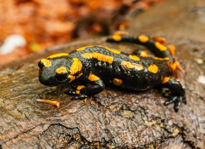 Yellow and black salamander on a wooden log.