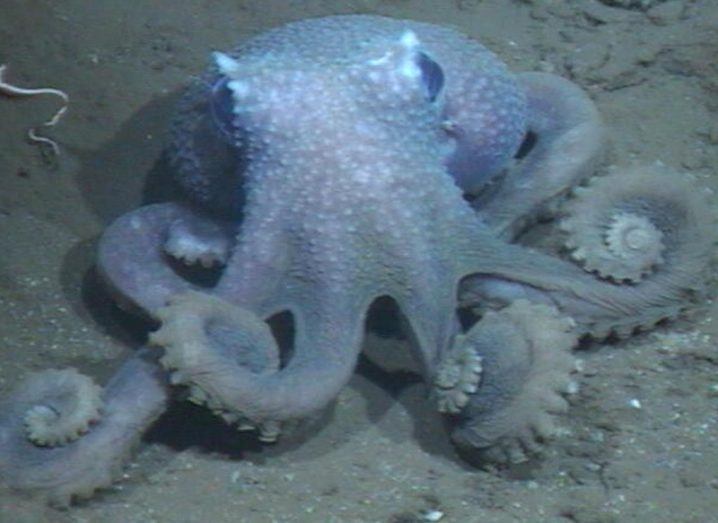 Purple warty octopus on the ocean floor.