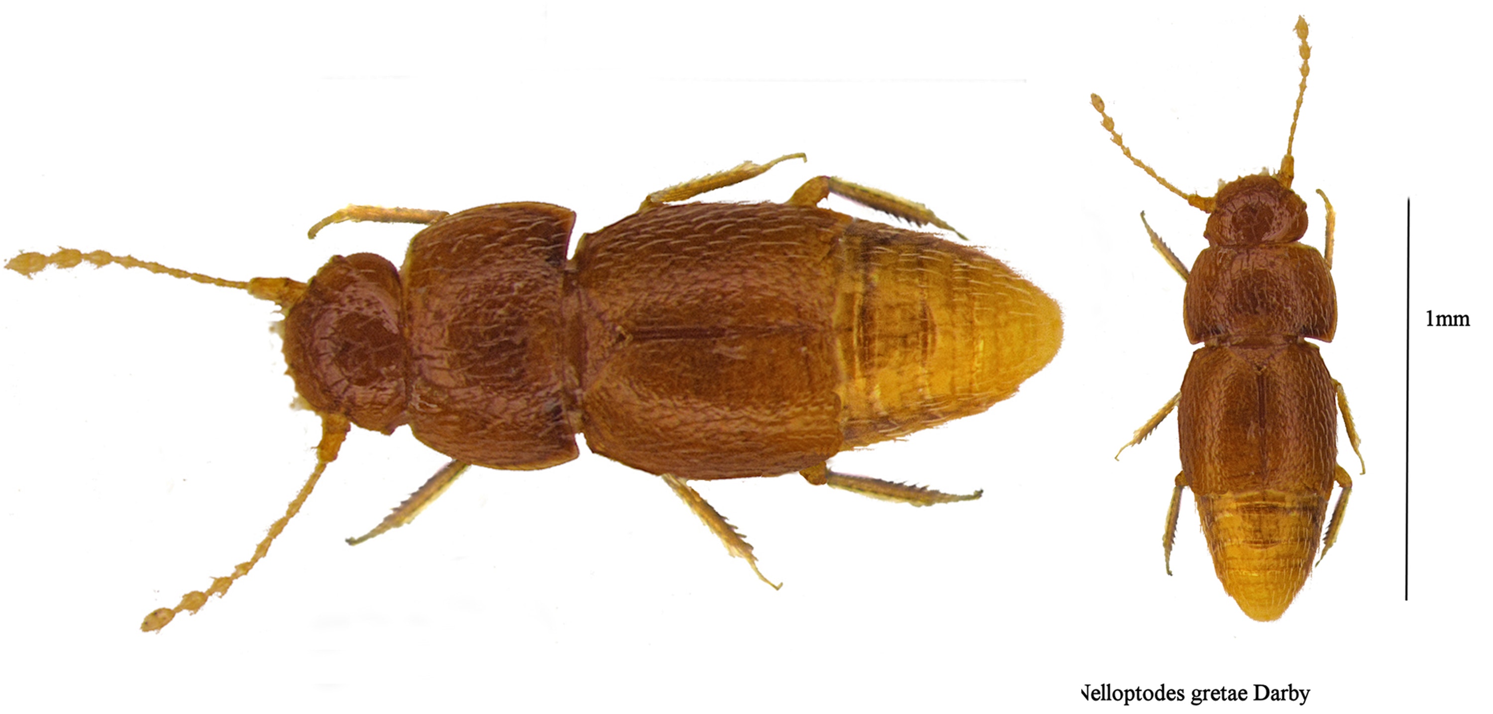 A brown beetle shown at two different angles. It has long pincers and a body shaped liked a peanut.