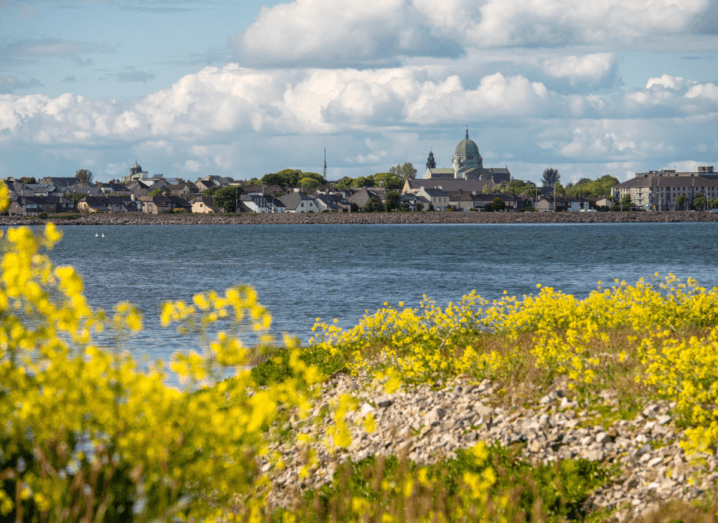Yellow flowers at the foreground of a photograph taken across a body of water. On the other side of the body of water, you can see the skyline of Galway city and the roof of the Galway Cathedral.
