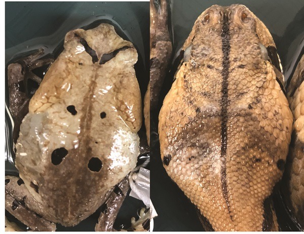 Side-by-side comparison between a subadult toad and subadult Gaboon viper from an aerial perspective