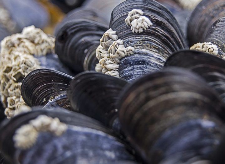 Close-up of pile of mussels.