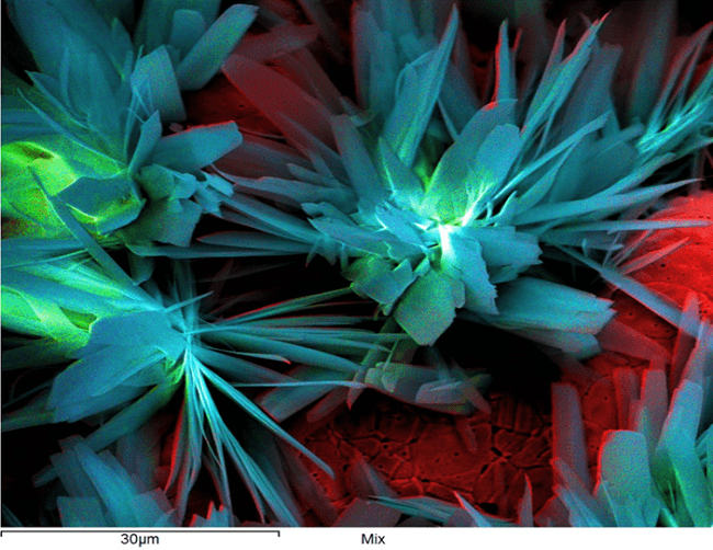 Microscopic image of flower-like blue and green structures surrounded by red.
