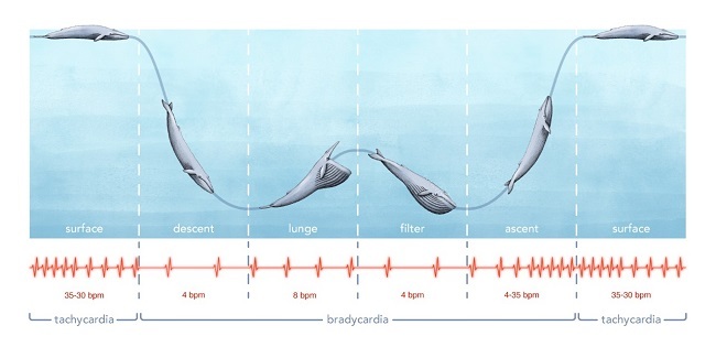 Illustration of how the blue whale’s heart rate slowed and quickened as it dove.