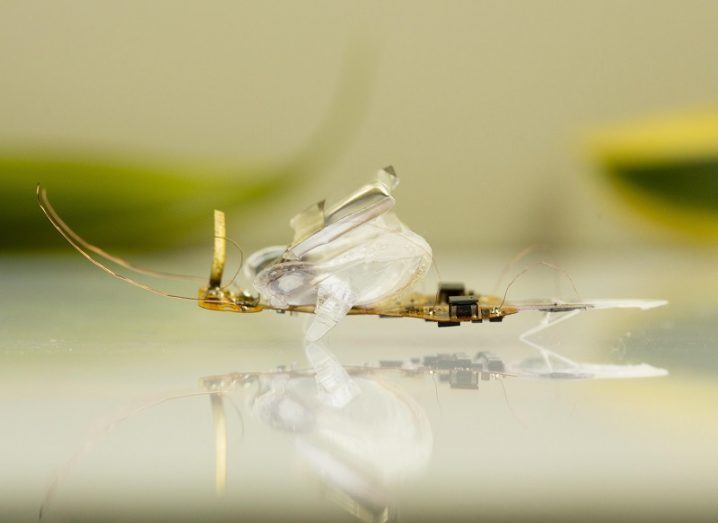 Close-up of the soft robotic insect on a glass surface.