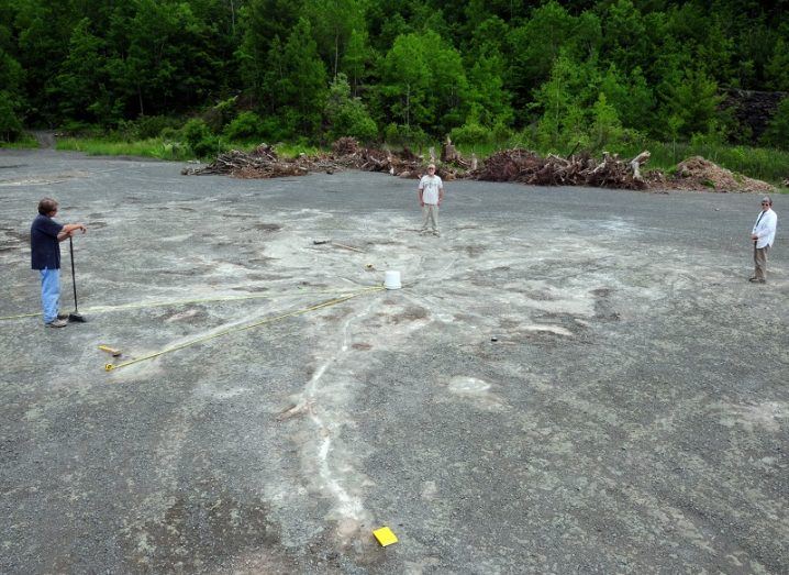 Palaeontologists standing over the fossilised remains of a tree in an abandoned quarry.